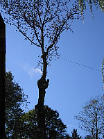 Višinsko podiranje dreves